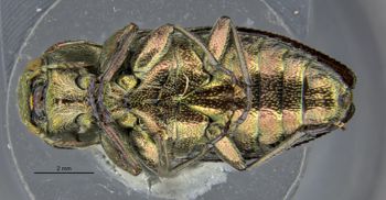 Media type: image;   Entomology 2702 Aspect: habitus ventral view